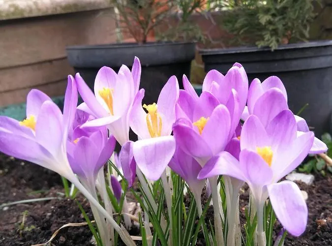 Campingplatz Sunny Mount Glamping Pod *