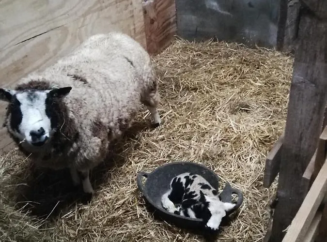 Sunny Mount Glamping Pod Long Marton