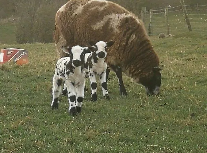 Sunny Mount Glamping Pod Campingplatz *