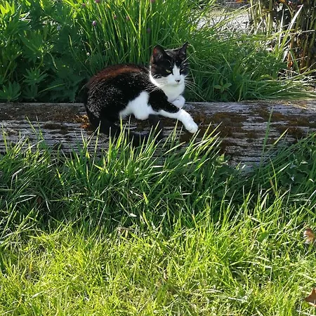 Sunny Mount Glamping Pod Kamp alanı Long Marton